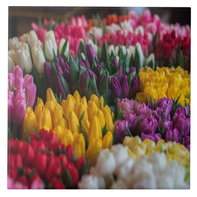 Tulipas multicoloridas (Frente)