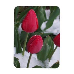 Tulipas no ímã da neve