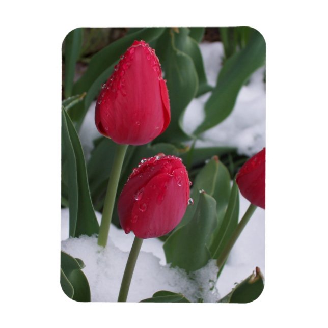 Tulipas no ímã da neve (Vertical)