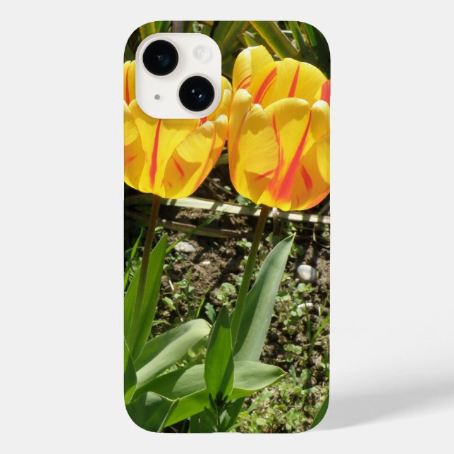 Tulipas no Sol (Verso)