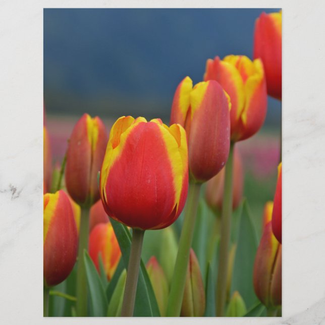 Tulipas para a mãe (Frente)
