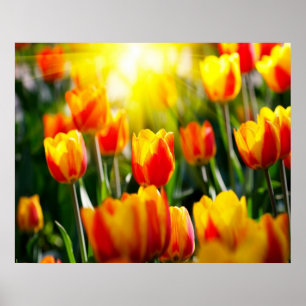 Tulipas Poster