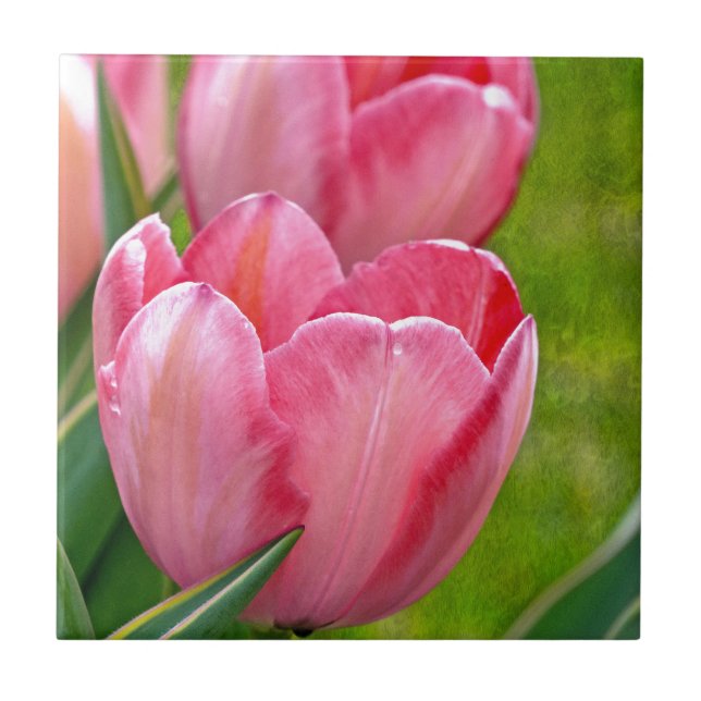 Tulipas Rosa (Frente)