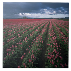 Tulipas rosa brilhante e vermelho brilham sob o es