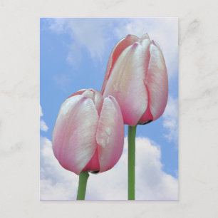 Tulipas Rosa Céu Azul Nuvens Cartão Postal Naturez