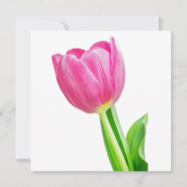 Tulipas rosa em branco (Frente)