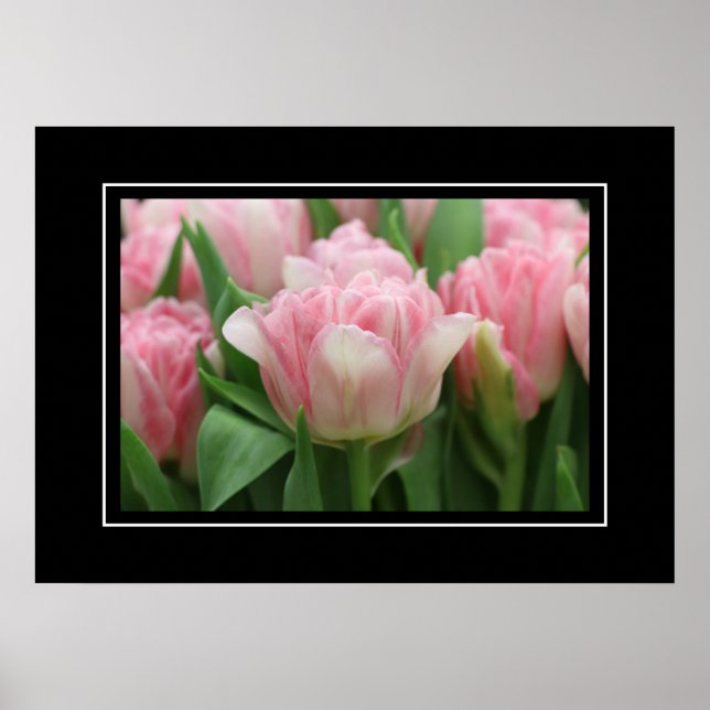 Tulipas Rosa poster (Frente)