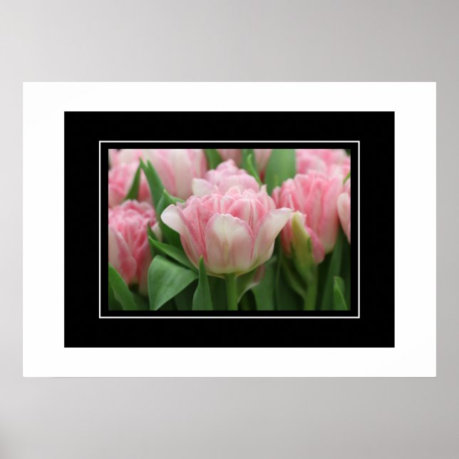 Tulipas Rosa poster (Frente)