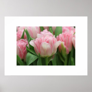 Tulipas Rosa poster