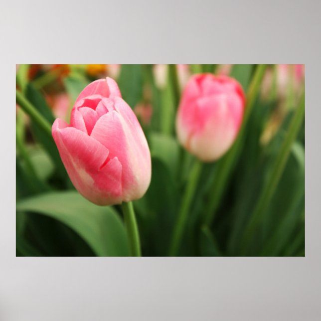Tulipas rosa - Poster (Frente)
