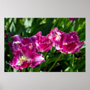 Tulipas roxas delicadas no poster do jardim