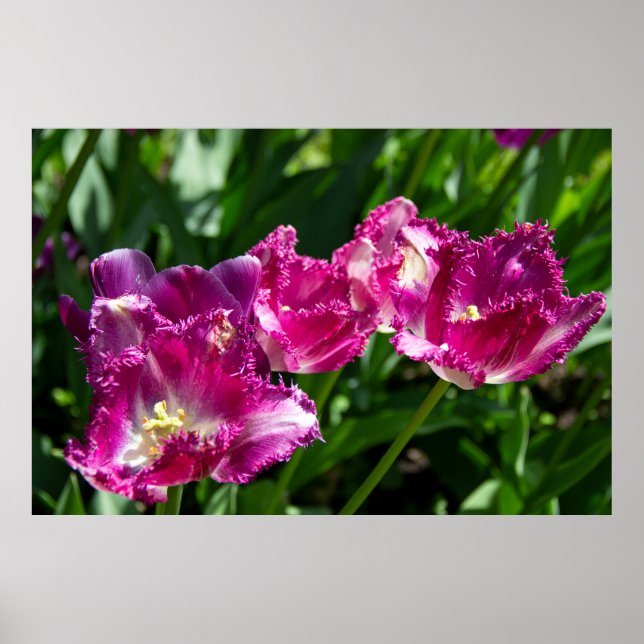 Tulipas roxas delicadas no poster do jardim (Frente)