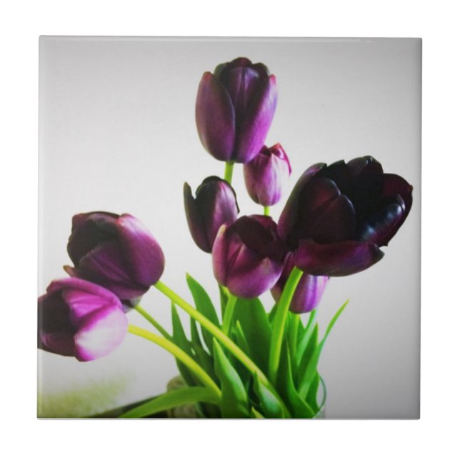 Tulipas Roxas Escuras (Frente)