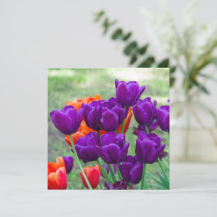 Tulipas roxas escuras