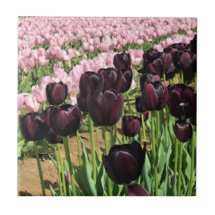 Tulipas Roxas Escuras e Rosa