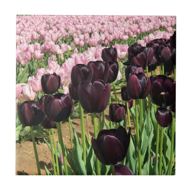 Tulipas Roxas Escuras e Rosa (Frente)