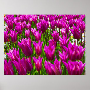 Túlipas Roxas no Keukenhof, Holanda Impressão