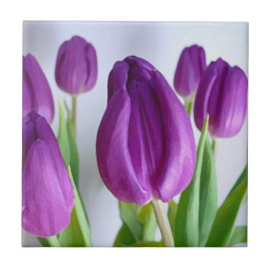 Tulipas roxas pintadas