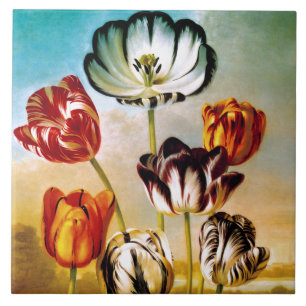 Tulipas sob o Azulejo do céu