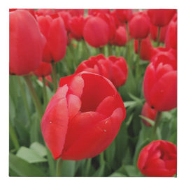 Tulipas vermelhas