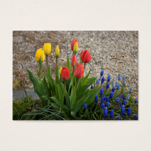 Tulipas Vermelhas E Amarelas