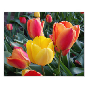 Tulipas Vermelhas e Amarelas Foto Jardim de Pedras