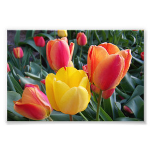Tulipas Vermelhas e Amarelas Foto Jardim de Pedras