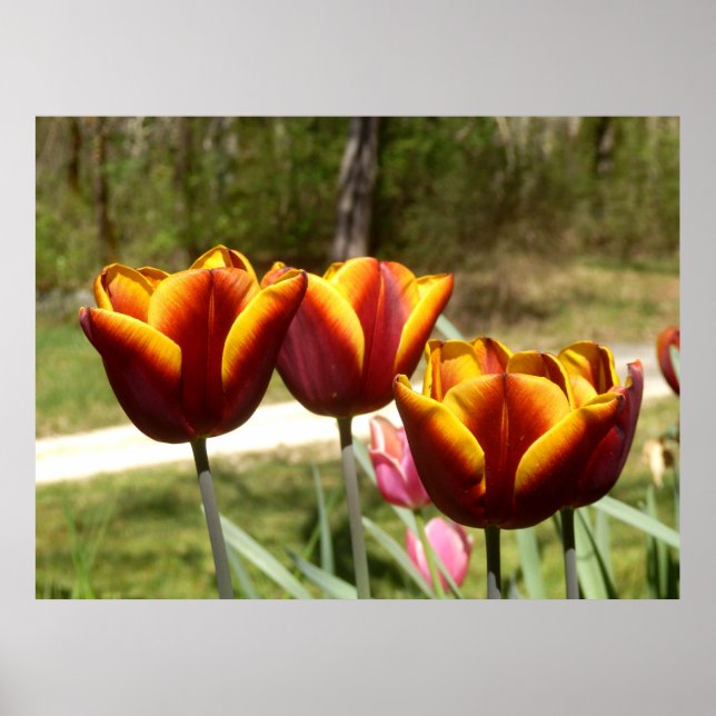 Tulipas vermelhas e amarelas Poster (Frente)