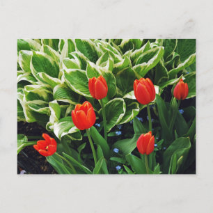 Tulipas vermelhas e cartão postal da planta hosta