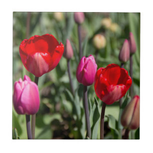 Tulipas vermelhas e roxas delicadas