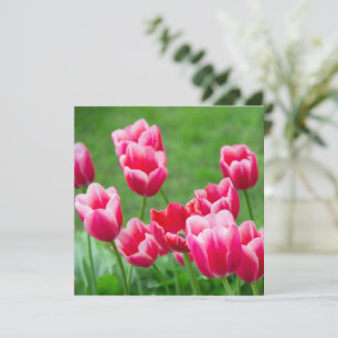 Tulipas vermelhas fofas no jardim