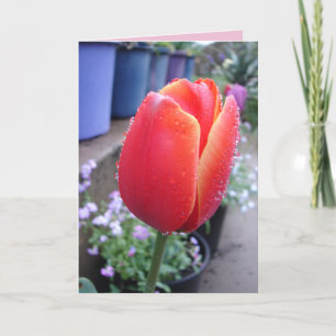 Tulipas Vermelhas no Chalé de Chuva Cartão de flor