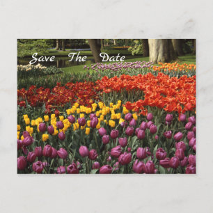 Tulips Salve O Cartão-Postal De Anúncio De Data