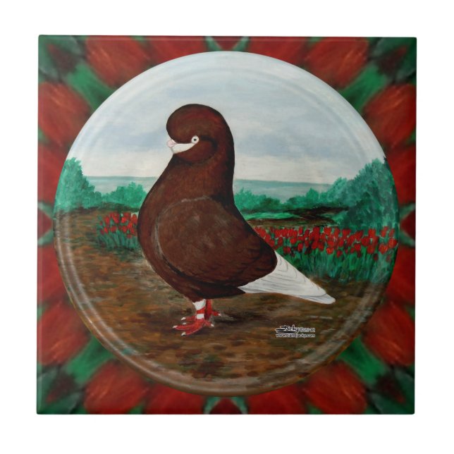 Tumbler Red Beard Pigeon (Frente)