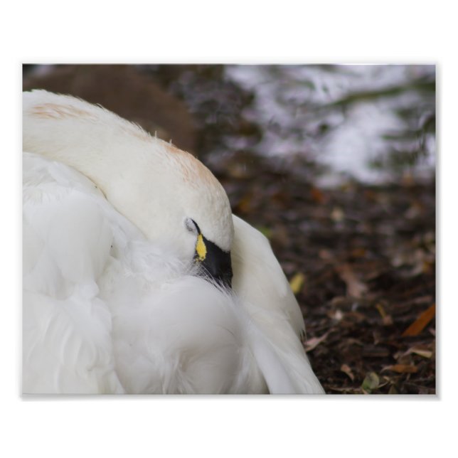 Tundra Swan Capturando Impressão de fotografia do  (Frente)