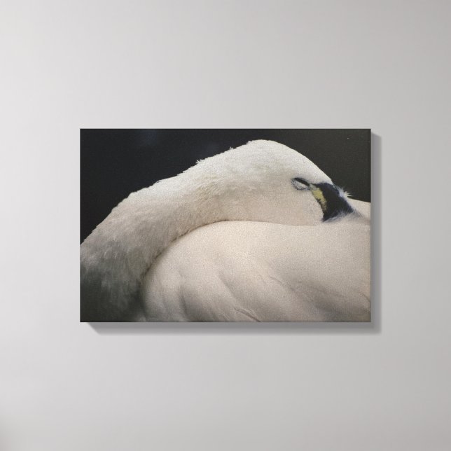 Tundra Swan sleeping Stretched Canvas Print (Frente)
