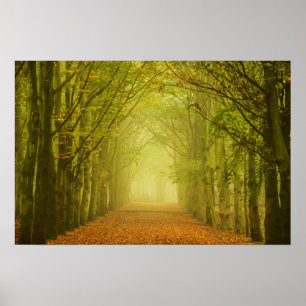 Túnel da luz no poster da floresta