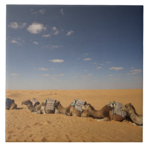 Tunísia, Área Ksour, Ksar Ghilane, Grand Erg 2