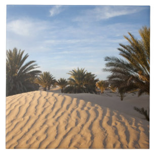 Tunísia, Deserto do Saara, Douz, Grande Duna, palm
