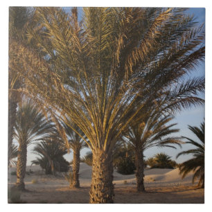 Tunísia, Deserto do Saara, Douz, Grande Duna, palm
