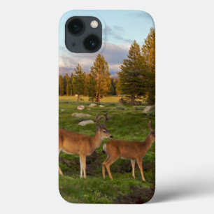 Tuolumne Meadow, Yosemite