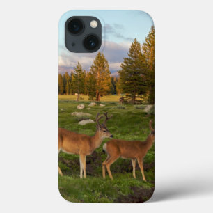 Tuolumne Meadow, Yosemite