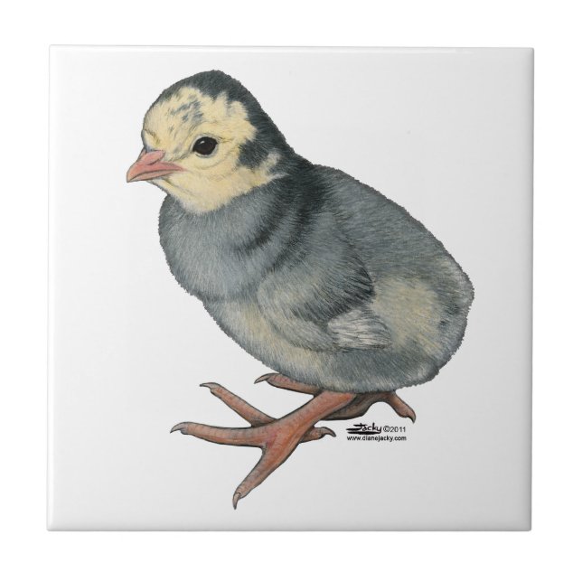 Turca Poult Blue Slate (Frente)