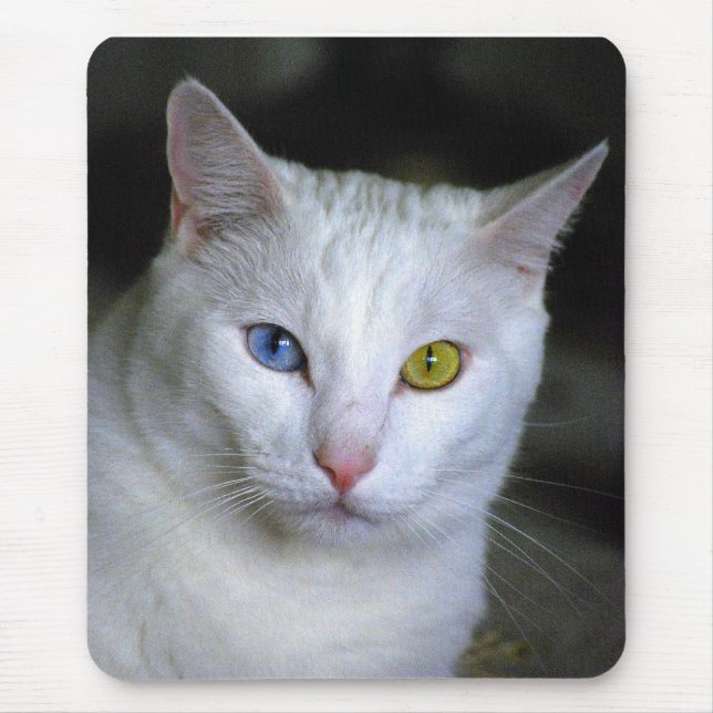 Turco Angora Odd Eyes Mousepad (Frente)