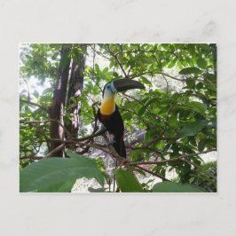 Turiano de canal, cartão postal de Trinidad