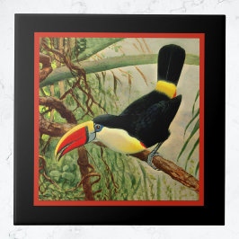 Turiano tropical brilhante na selva