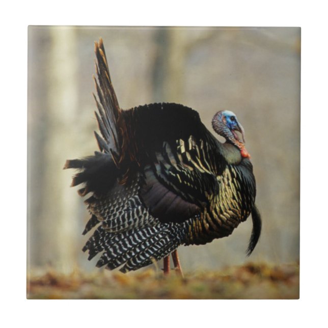 Turkey struting masculino, Illinois (Frente)