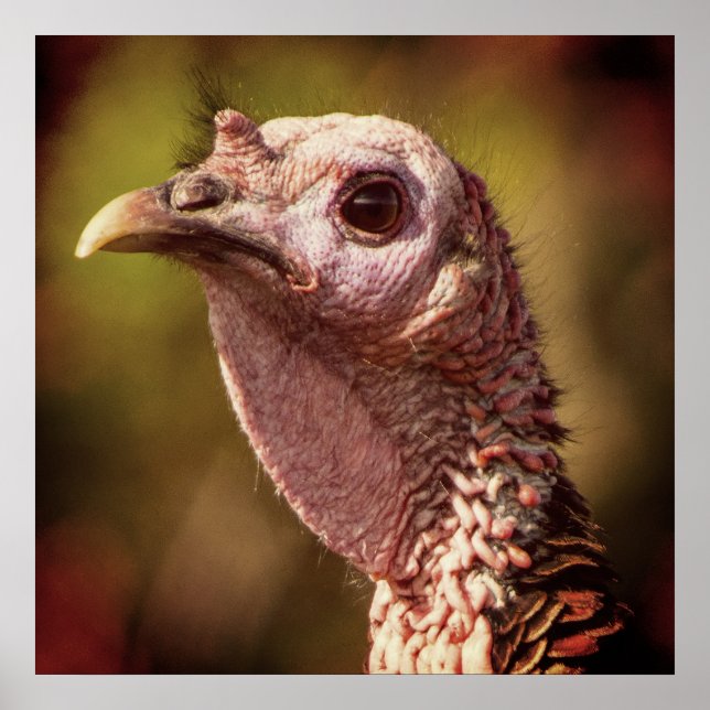 Turkey Up Close And Personal 24 x 24 Poster (Frente)