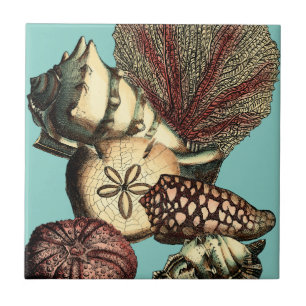 Turquesa Shell e Red Coral Collection