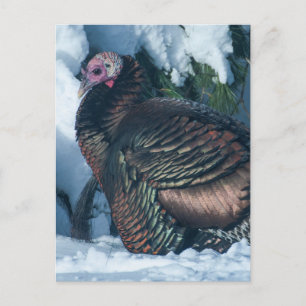 Turquia no cartão postal de inverno